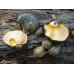 Мицелий Вешенки поздней (Panellus serotinus)